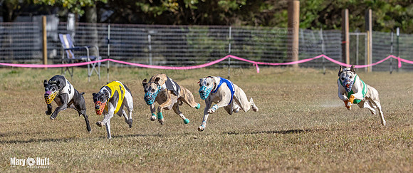 Program 4 Race 3 Gambit Kali Bandit Bacon Checkmate Tusi-9170