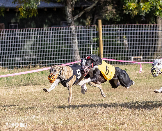 Program 4 Race 9 Veela EllieMae Margie RileyC Damsel-9457