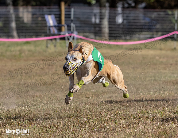 Program 4 Race 7 Roxy Bunny Eagle Player Jethro Darya-9366