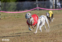 Program 4 Race 1 Swizzle CaraCara Mizuno Teak Clara Zen-9106