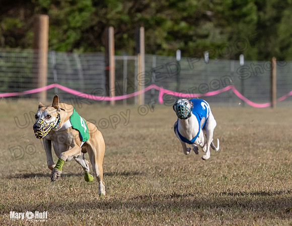 Program 4 Race 7 Roxy Bunny Eagle Player Jethro Darya-9362
