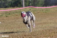 Program 4 Race 1 Swizzle CaraCara Mizuno Teak Clara Zen-9116