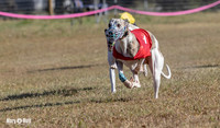 Program 4 Race 1 Swizzle CaraCara Mizuno Teak Clara Zen-9102