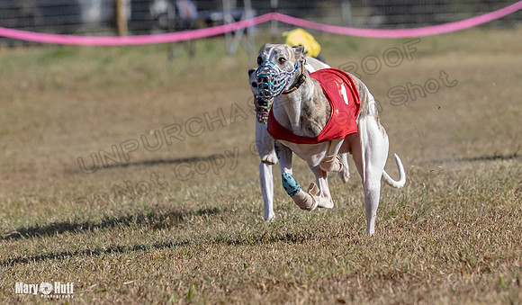 Program 4 Race 1 Swizzle CaraCara Mizuno Teak Clara Zen-9102