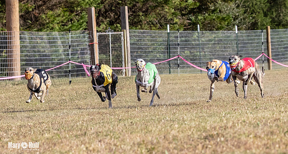 Program 4 Race 9 Veela EllieMae Margie RileyC Damsel-9447