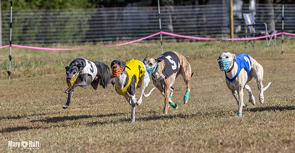 Program 4 Race 3 Gambit Kali Bandit Bacon Checkmate Tusi-9175
