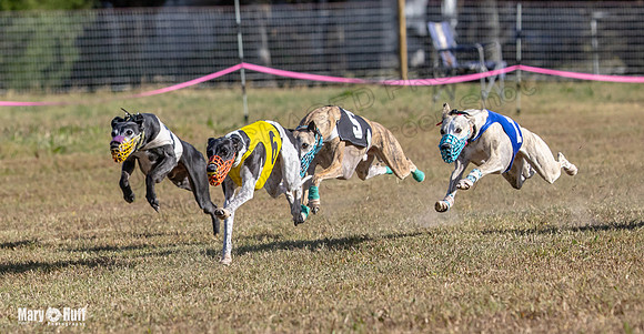 Program 4 Race 3 Gambit Kali Bandit Bacon Checkmate Tusi-9174