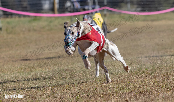 Program 4 Race 1 Swizzle CaraCara Mizuno Teak Clara Zen-9103