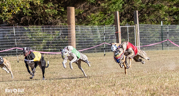 Program 4 Race 9 Veela EllieMae Margie RileyC Damsel-9452