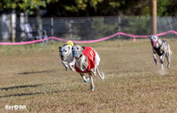 Program 4 Race 1 Swizzle CaraCara Mizuno Teak Clara Zen-9101