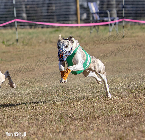 Program 4 Race 3 Gambit Kali Bandit Bacon Checkmate Tusi-9177