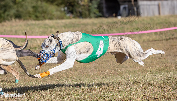 Program 4 Race 3 Gambit Kali Bandit Bacon Checkmate Tusi-9189