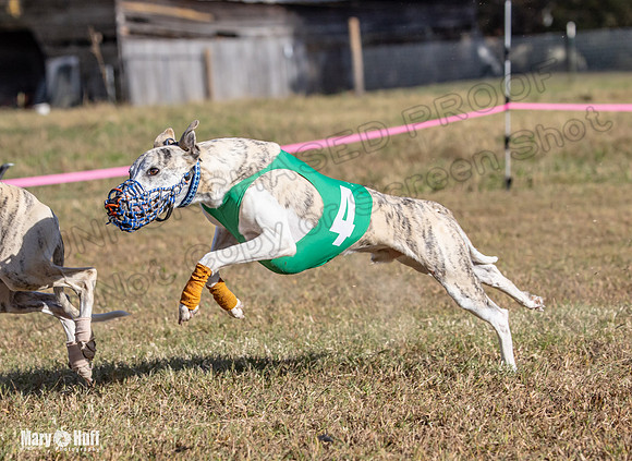 Program 4 Race 3 Gambit Kali Bandit Bacon Checkmate Tusi-9188