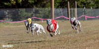 Program 4 Race 1 Swizzle CaraCara Mizuno Teak Clara Zen-9100