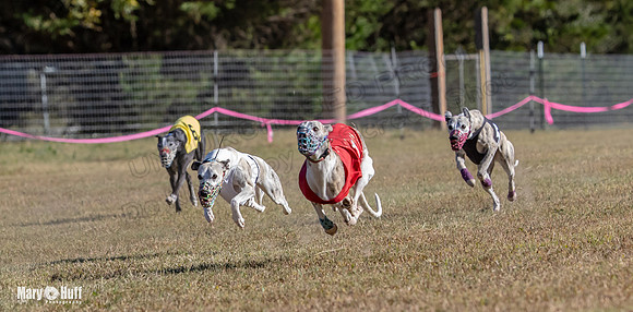 Program 4 Race 1 Swizzle CaraCara Mizuno Teak Clara Zen-9100