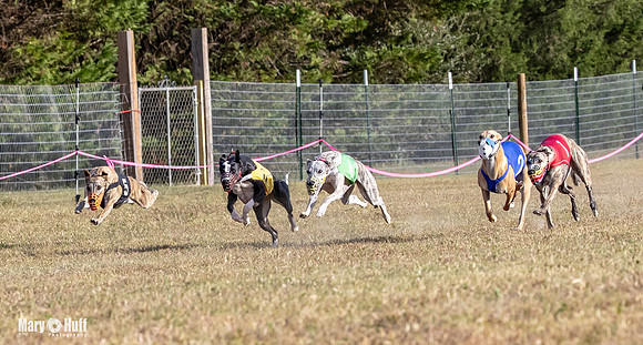 Program 4 Race 9 Veela EllieMae Margie RileyC Damsel-9445
