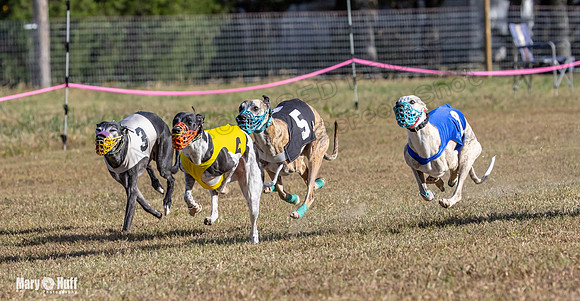 Program 4 Race 3 Gambit Kali Bandit Bacon Checkmate Tusi-9176
