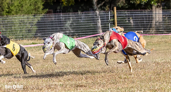 Program 4 Race 9 Veela EllieMae Margie RileyC Damsel-9460
