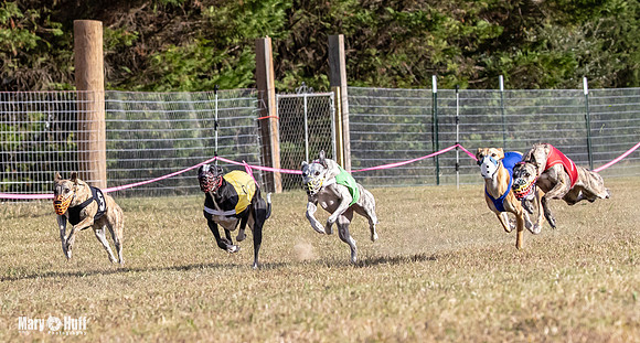 Program 4 Race 9 Veela EllieMae Margie RileyC Damsel-9448