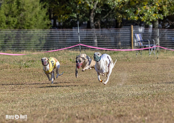 Program 4 Race 4 Bogie Emma Sherlock Nitro Stripe Piper-9219-2