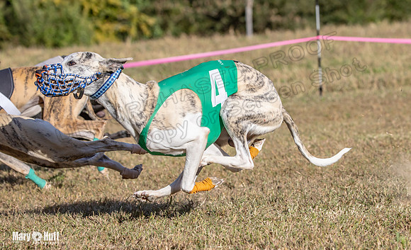 Program 4 Race 3 Gambit Kali Bandit Bacon Checkmate Tusi-9191