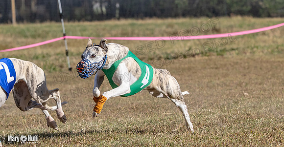 Program 4 Race 3 Gambit Kali Bandit Bacon Checkmate Tusi-9185