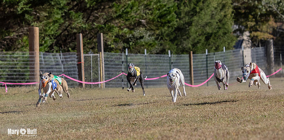 Program 4 Race 1 Swizzle CaraCara Mizuno Teak Clara Zen-9085