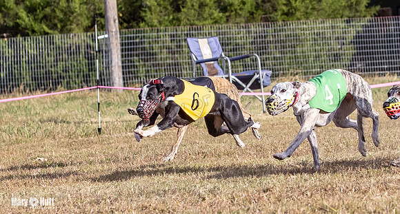 Program 4 Race 9 Veela EllieMae Margie RileyC Damsel-9461