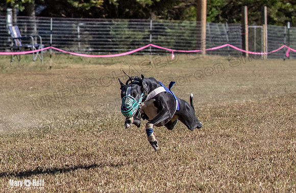 Program 4 Race 2 Raz Elsa Ella Chuck Bexley Bumble-9142-2