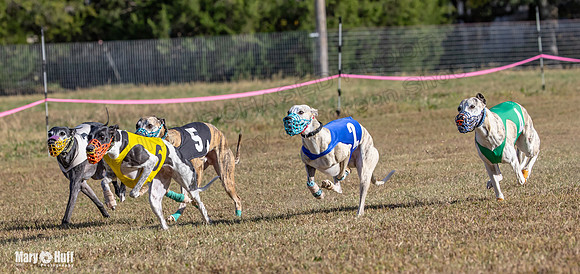 Program 4 Race 3 Gambit Kali Bandit Bacon Checkmate Tusi-9179