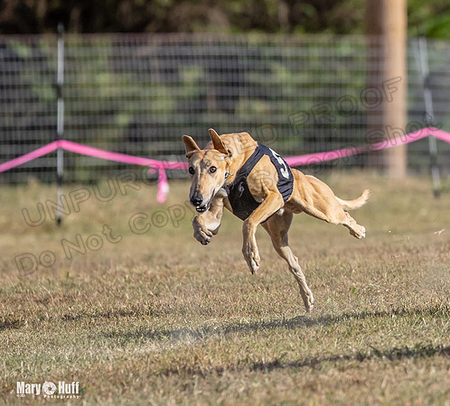 Program 4 Race 7 Roxy Bunny Eagle Player Jethro Darya-9354