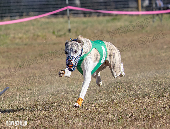 Program 4 Race 3 Gambit Kali Bandit Bacon Checkmate Tusi-9178