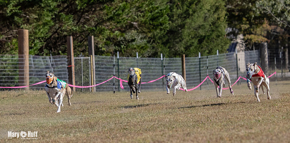 Program 4 Race 1 Swizzle CaraCara Mizuno Teak Clara Zen-9084