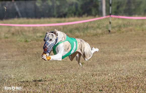 Program 4 Race 3 Gambit Kali Bandit Bacon Checkmate Tusi-9182