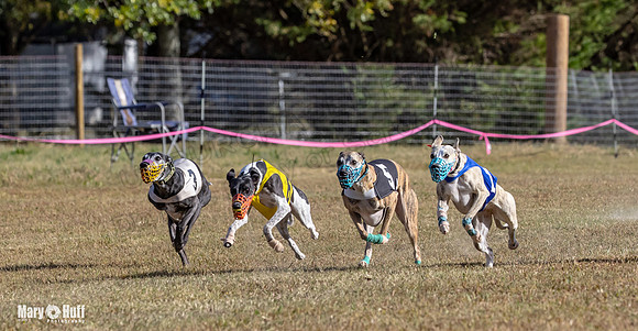 Program 4 Race 3 Gambit Kali Bandit Bacon Checkmate Tusi-9169