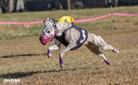 Program 4 Race 1 Swizzle CaraCara Mizuno Teak Clara Zen-9123