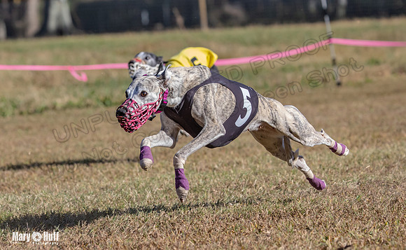 Program 4 Race 1 Swizzle CaraCara Mizuno Teak Clara Zen-9123