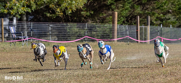 Program 4 Race 3 Gambit Kali Bandit Bacon Checkmate Tusi-9168