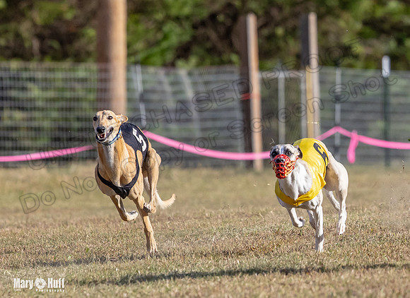 Program 4 Race 7 Roxy Bunny Eagle Player Jethro Darya-9352
