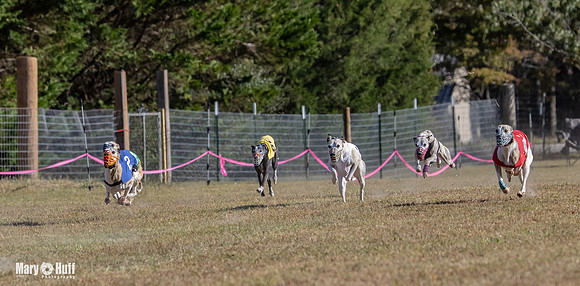 Program 4 Race 1 Swizzle CaraCara Mizuno Teak Clara Zen-9083