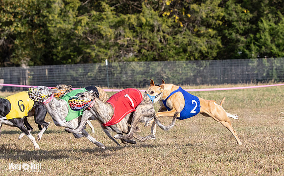 Program 4 Race 9 Veela EllieMae Margie RileyC Damsel-9465