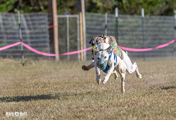 Program 4 Race 4 Bogie Emma Sherlock Nitro Stripe Piper-9211-2