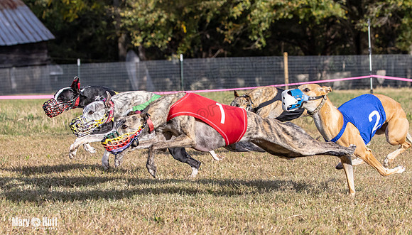 Program 4 Race 9 Veela EllieMae Margie RileyC Damsel-9467