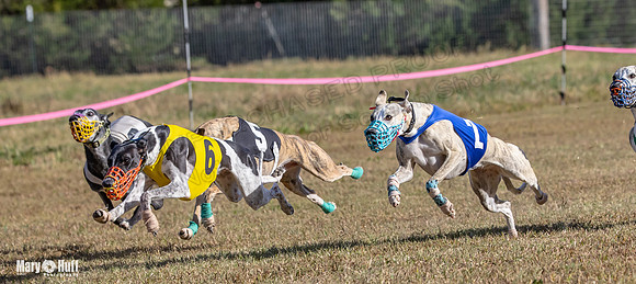 Program 4 Race 3 Gambit Kali Bandit Bacon Checkmate Tusi-9180