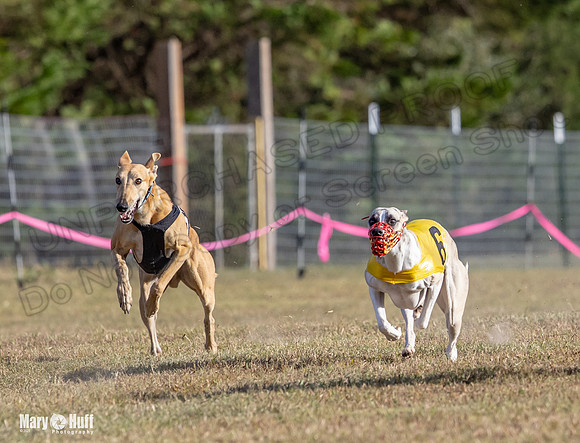 Program 4 Race 7 Roxy Bunny Eagle Player Jethro Darya-9350