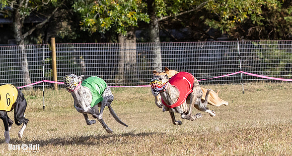 Program 4 Race 9 Veela EllieMae Margie RileyC Damsel-9458