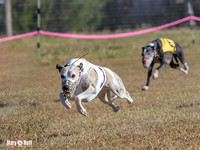 Program 4 Race 1 Swizzle CaraCara Mizuno Teak Clara Zen-9109