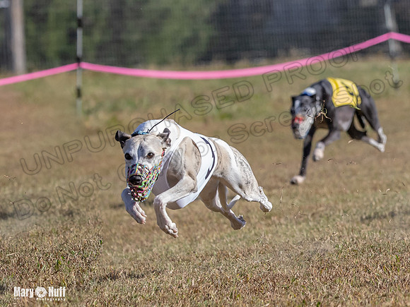 Program 4 Race 1 Swizzle CaraCara Mizuno Teak Clara Zen-9109