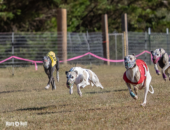 Program 4 Race 1 Swizzle CaraCara Mizuno Teak Clara Zen-9096