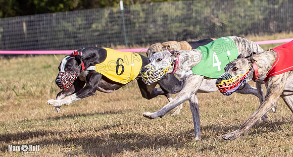Program 4 Race 9 Veela EllieMae Margie RileyC Damsel-9464